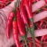 广西辣椒🌶️大量上市了专业供应电商市场商超货