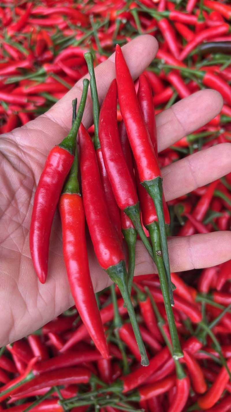 广西辣椒🌶️大量上市了专业供应电商市场商超货