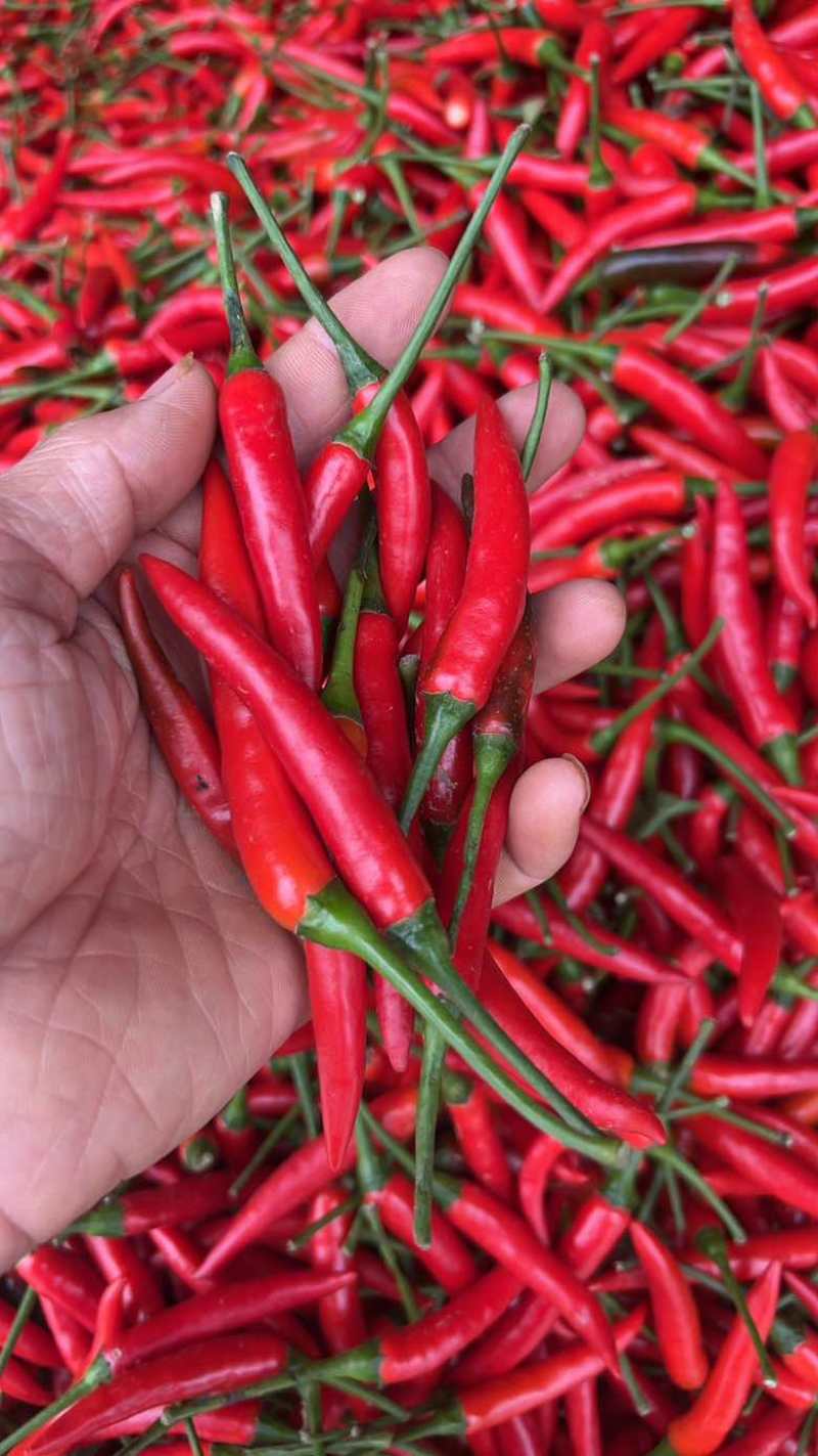 广西辣椒🌶️大量上市了专业供应电商市场商超货