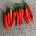 广西辣椒🌶️大量上市了专业供应电商市场商超货
