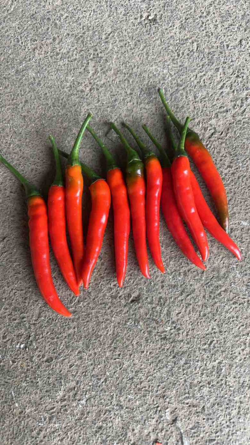 广西辣椒🌶️大量上市了专业供应电商市场商超货