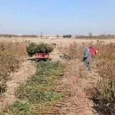 成活率高桃树苗货源充足可签合同