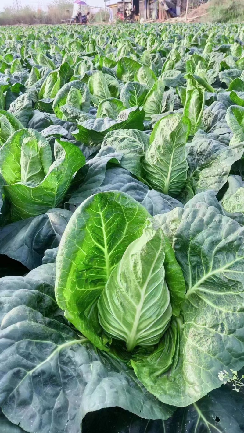 牛心菜