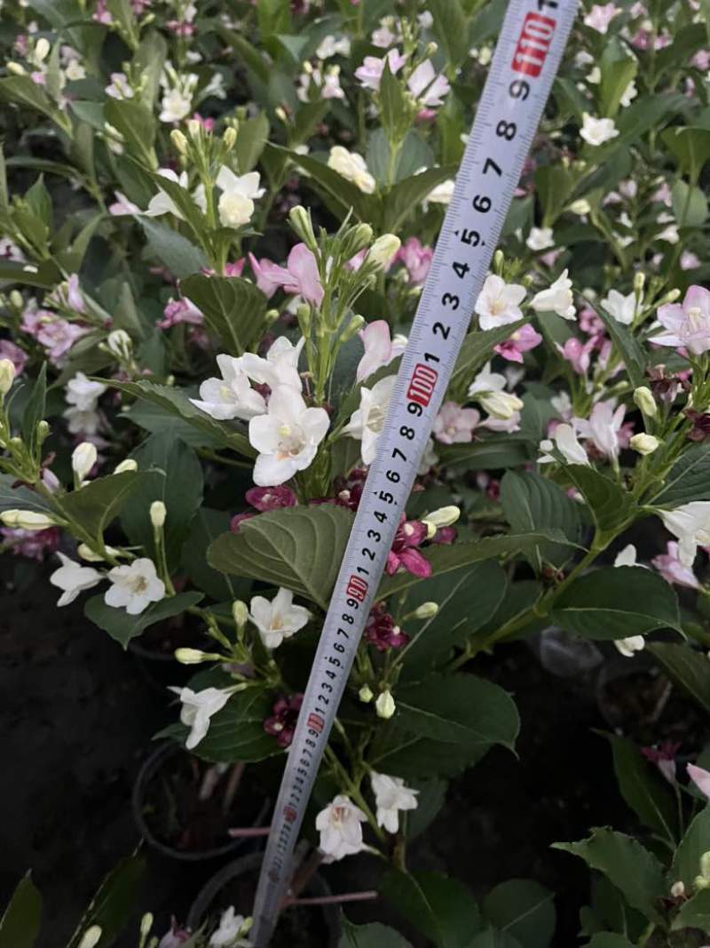 五彩锦带棒棒糖，红王子锦带，锦带苗