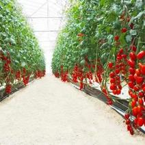 无土栽培，小番茄，