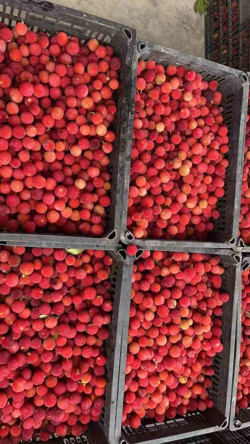 全国热门野生加工腌制、榨汁、泡酒新鲜上市