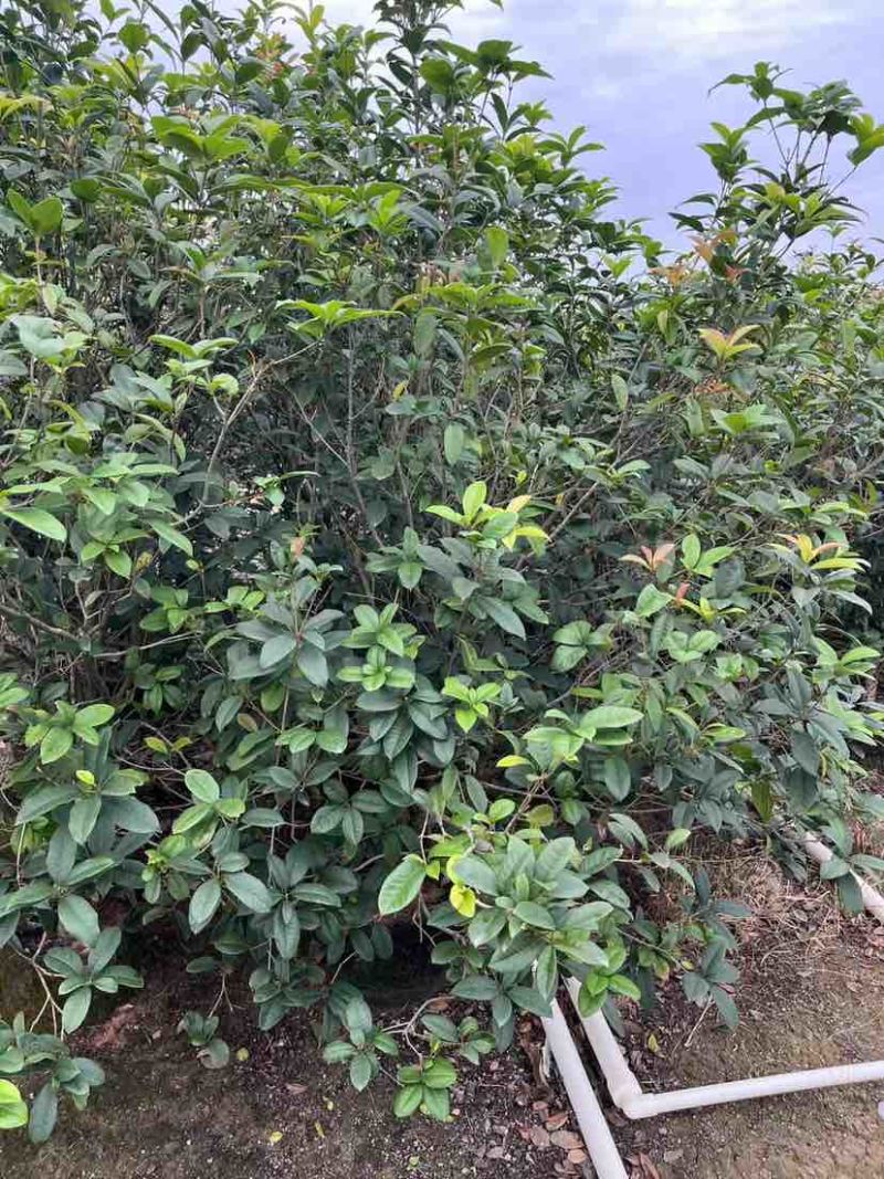 高杆桂花/丛生桂花基地直销规格齐全欢迎老板来电咨询合作