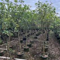 高杆桂花/丛生桂花基地直销规格齐全欢迎老板来电咨询合作