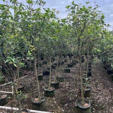 高杆桂花/丛生桂花基地直销规格齐全欢迎老板来电咨询合作
