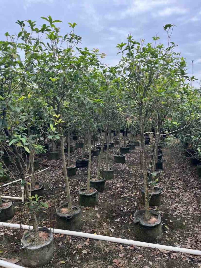 高杆桂花/丛生桂花基地直销规格齐全欢迎老板来电咨询合作