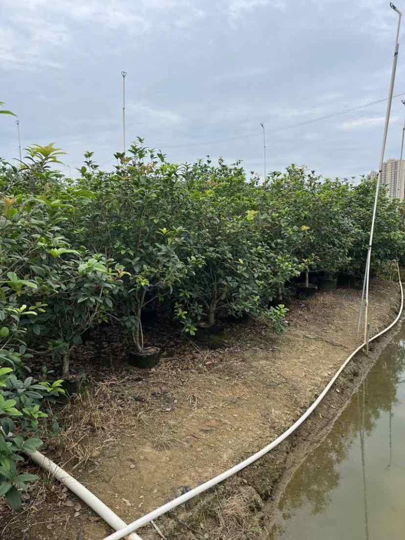 高杆桂花/丛生桂花基地直销规格齐全欢迎老板来电咨询合作