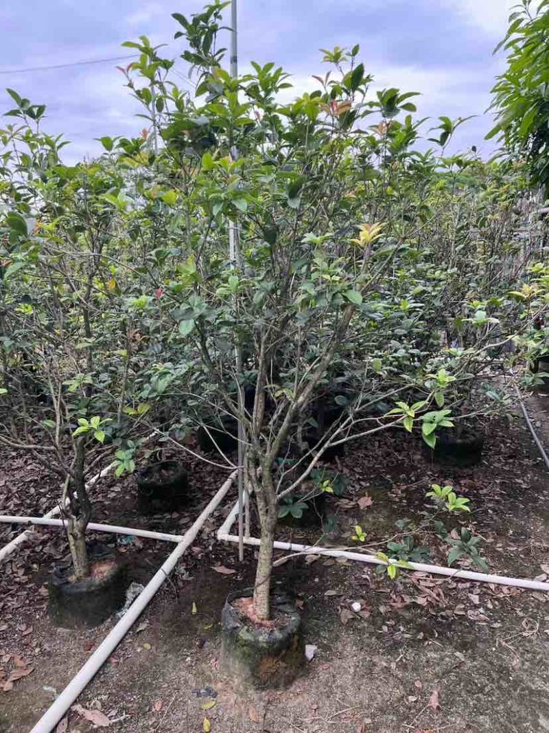 高杆桂花/丛生桂花基地直销规格齐全欢迎老板来电咨询合作
