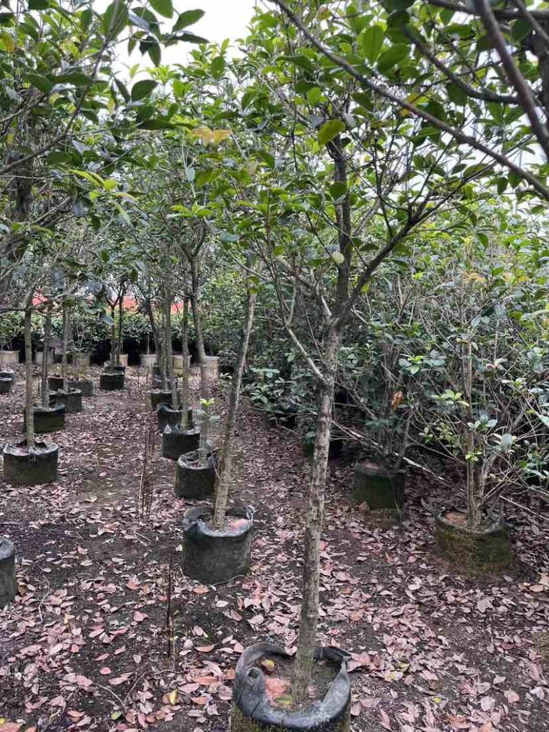 高杆桂花/丛生桂花基地直销规格齐全欢迎老板来电咨询合作