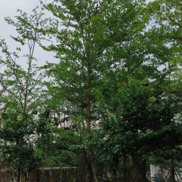 小叶榄仁树8～15公分基地直销规格齐全欢迎老板来电咨询