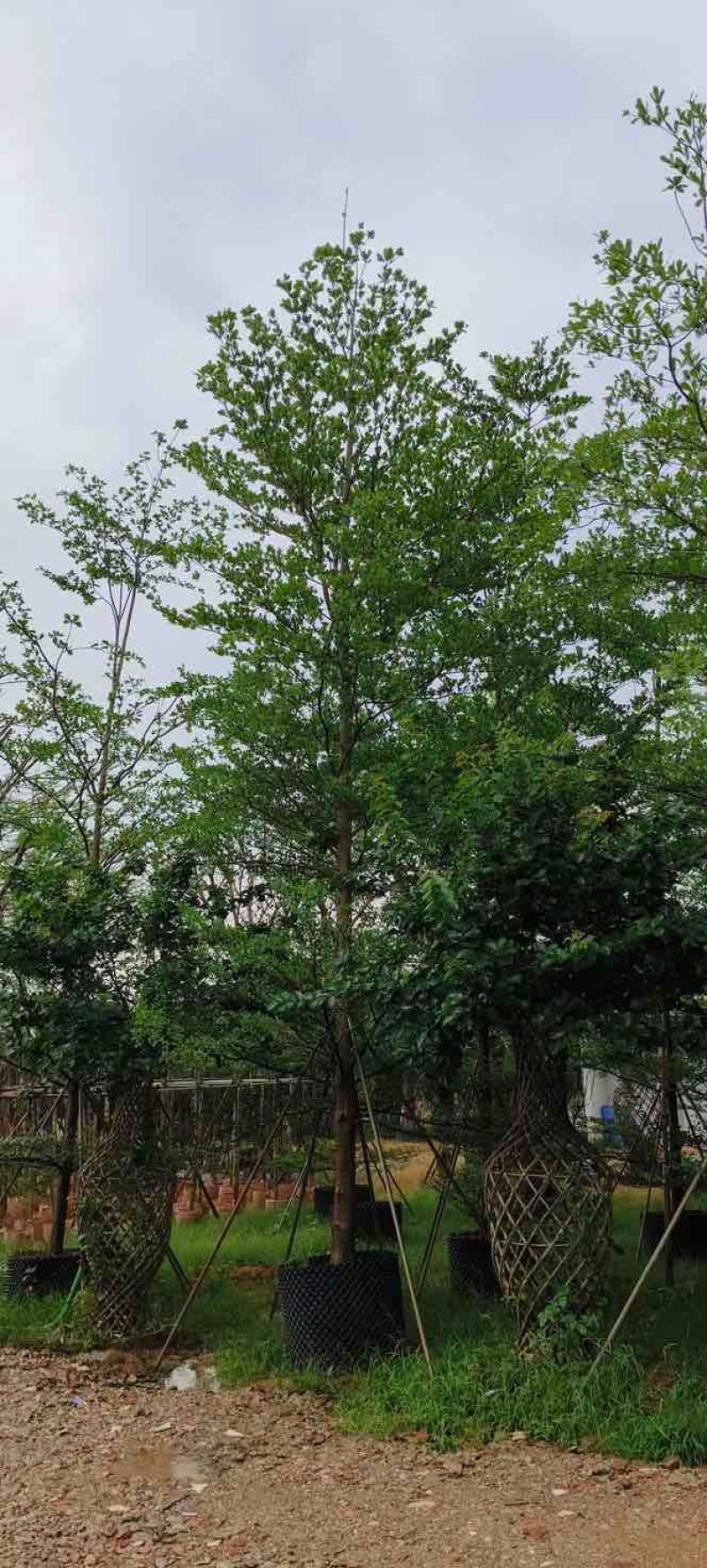 小叶榄仁树8～15公分基地直销规格齐全欢迎老板来电咨询