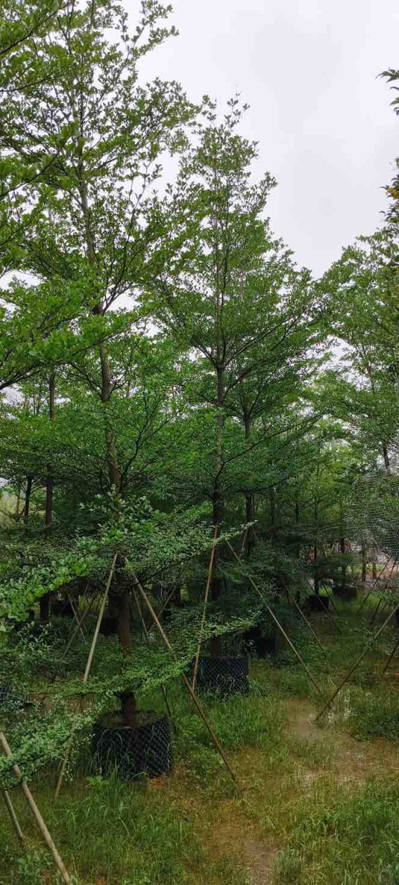 小叶榄仁树8～15公分基地直销规格齐全欢迎老板来电咨询