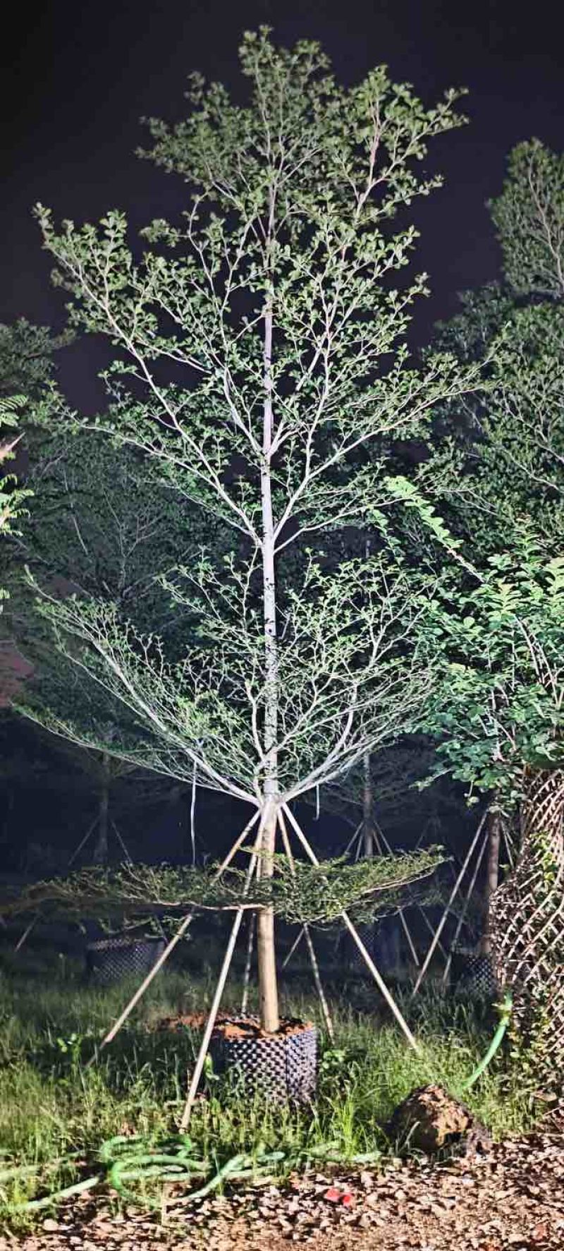 小叶榄仁树8～15公分基地直销规格齐全欢迎老板来电咨询