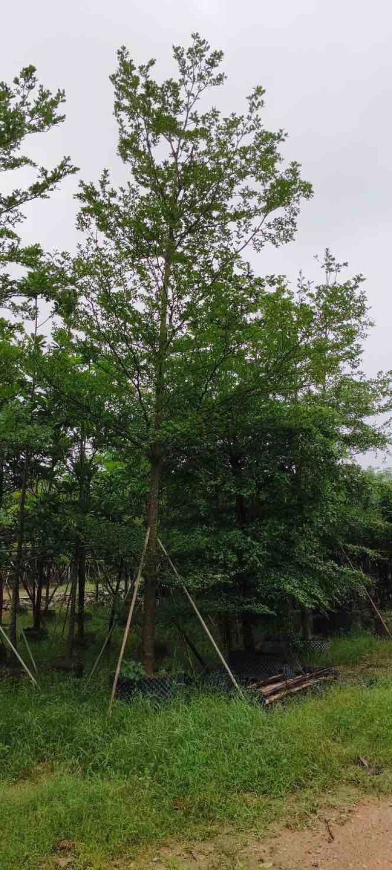 小叶榄仁树8～15公分基地直销规格齐全欢迎老板来电咨询