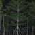小叶榄仁树8～15公分基地直销规格齐全欢迎老板来电咨询