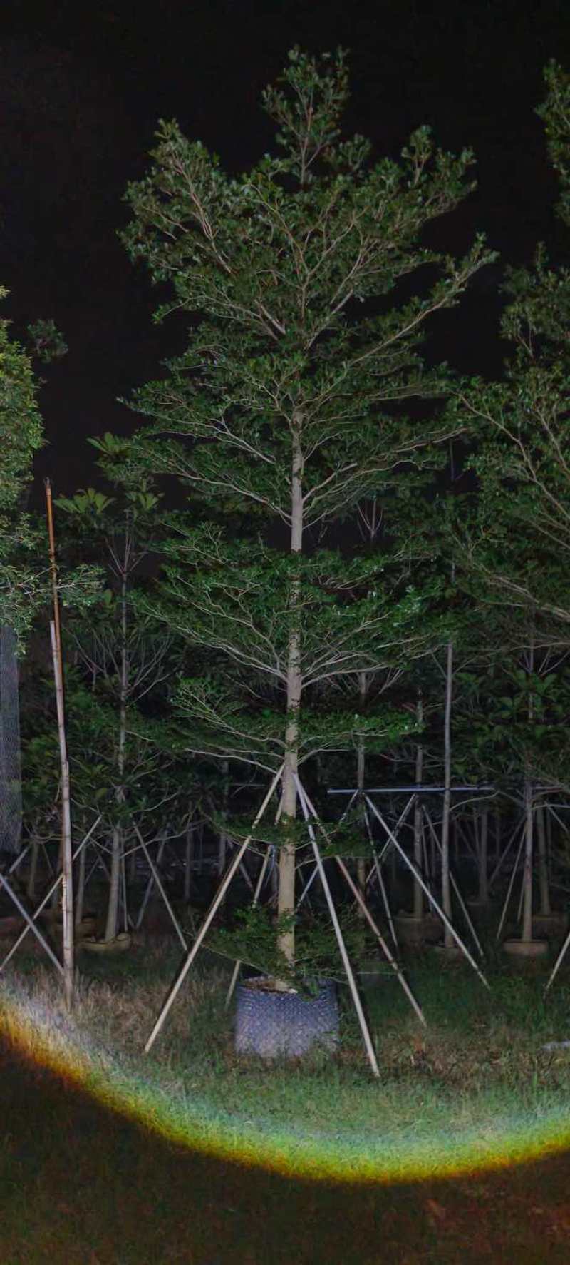 小叶榄仁树8～15公分基地直销规格齐全欢迎老板来电咨询