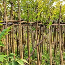 火焰木3～5公分基地直销规格齐全欢迎老板来电咨询合作
