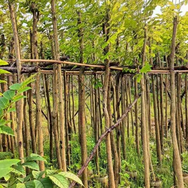 火焰木3～5公分基地直销规格齐全欢迎老板来电咨询合作