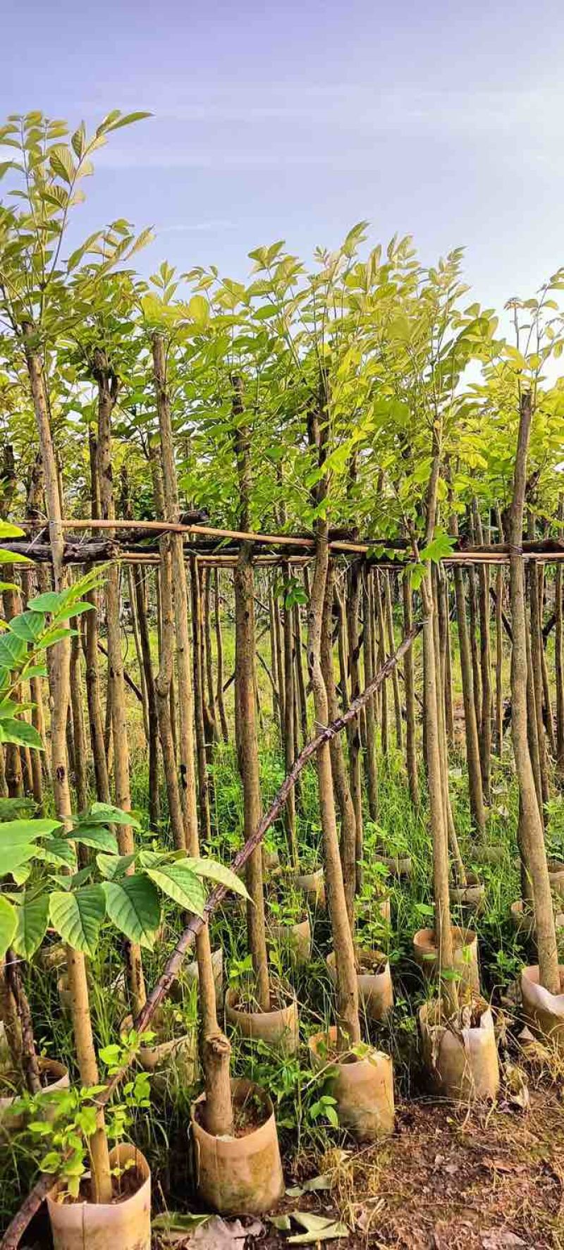 火焰木3～5公分基地直销规格齐全欢迎老板来电咨询合作