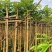 火焰木3～5公分基地直销规格齐全欢迎老板来电咨询合作