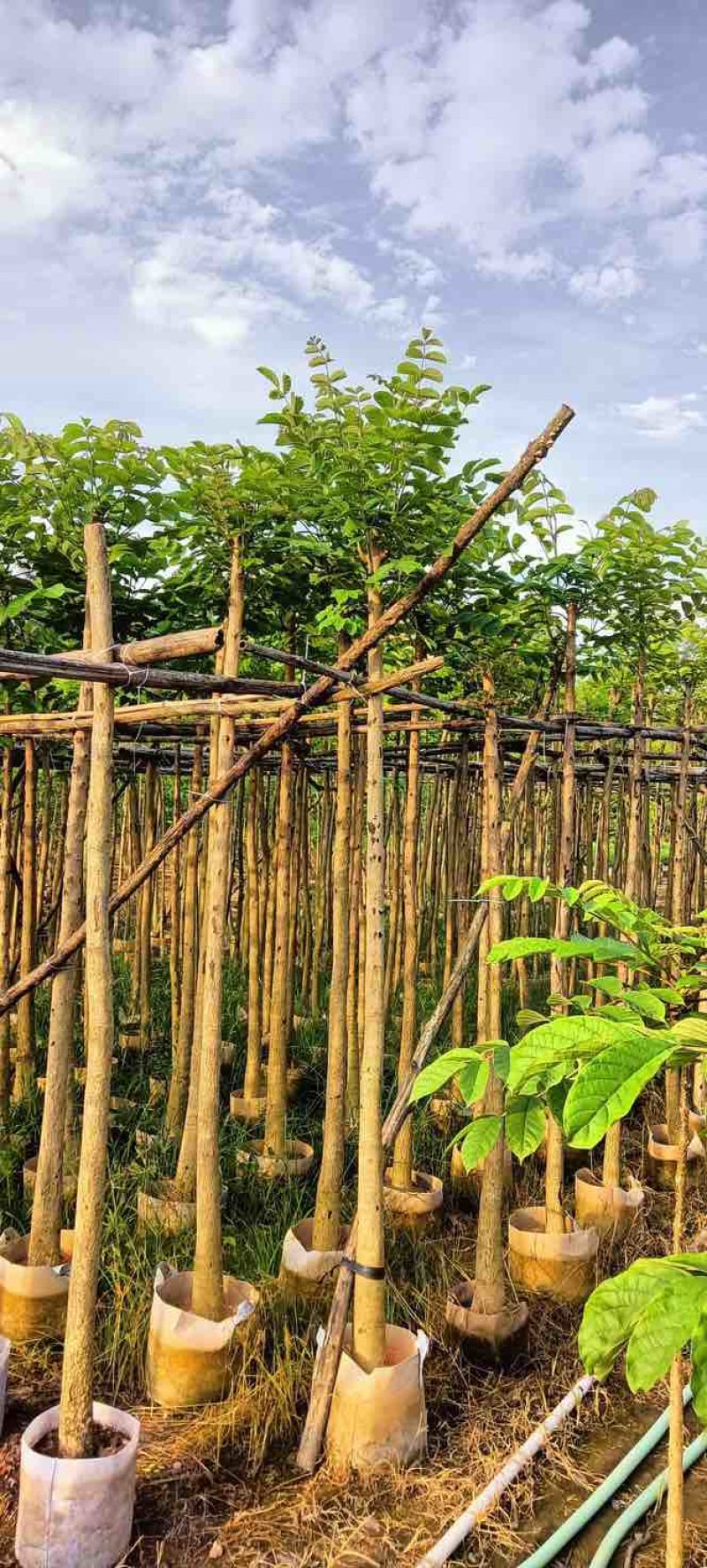 火焰木3～5公分基地直销规格齐全欢迎老板来电咨询合作