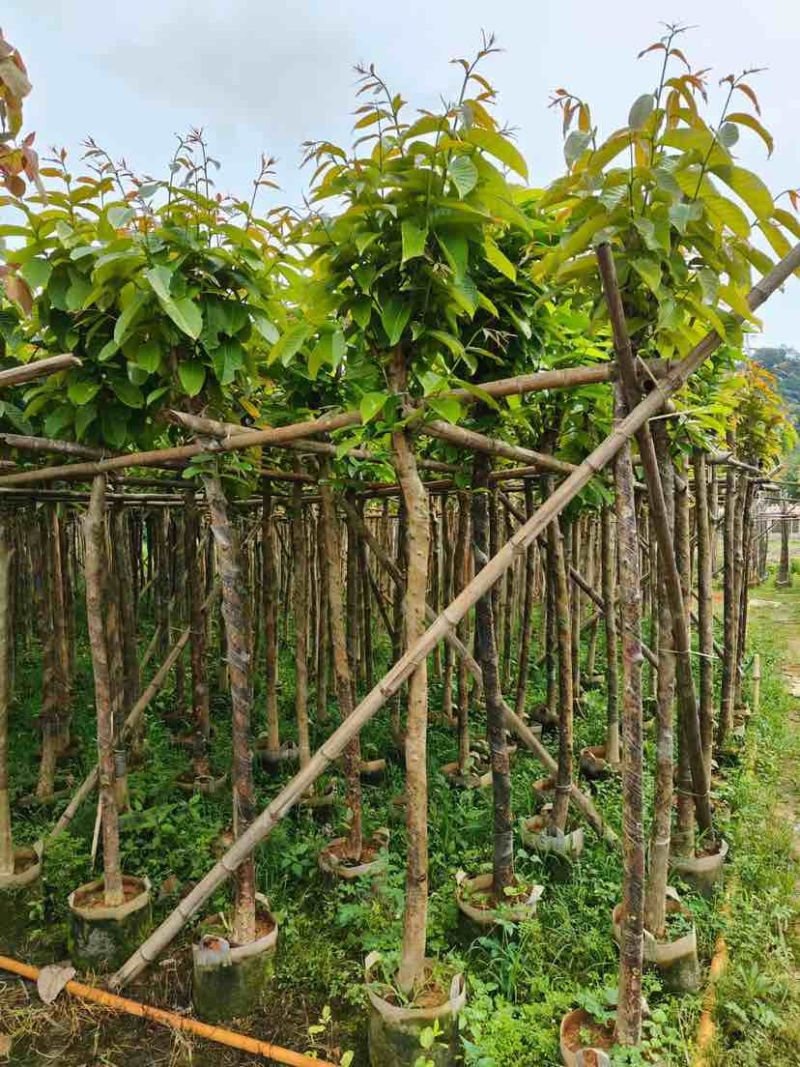 大红紫薇（开花紫花）5～10公分基地直销规格齐全欢迎来电