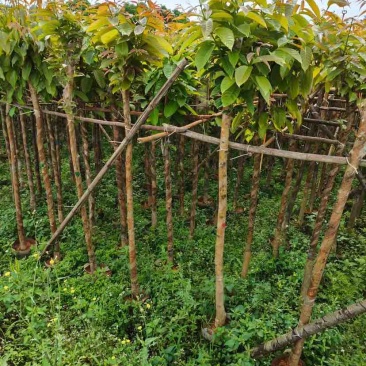 大红紫薇（开花紫花）5～10公分基地直销规格齐全欢迎来电