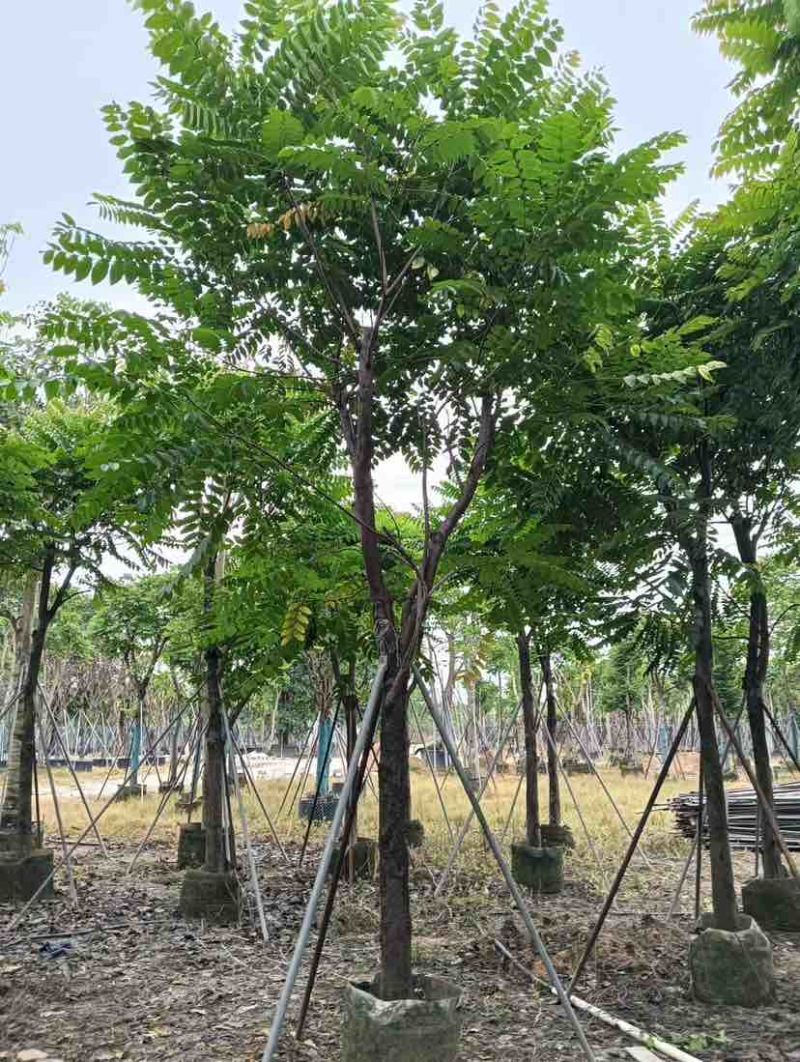 麻楝12～18公分基地直销规格齐全欢迎老板来电咨询合作