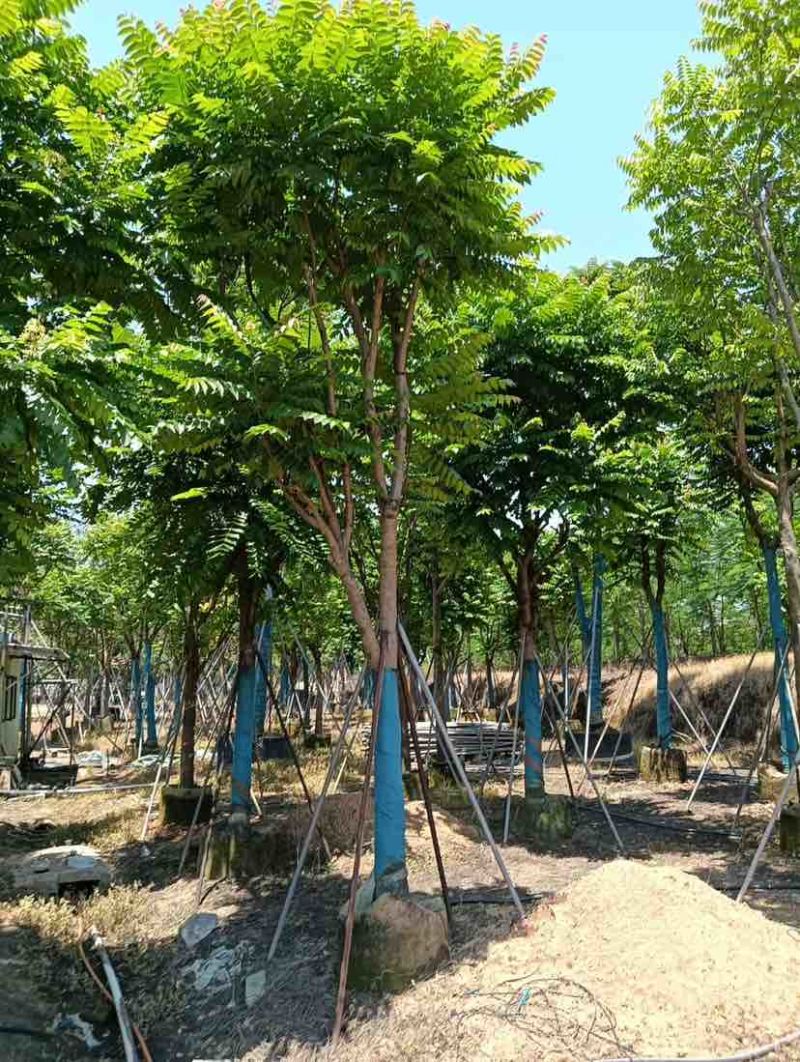 麻楝12～18公分基地直销规格齐全欢迎老板来电咨询合作