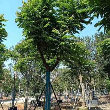 麻楝12～18公分基地直销规格齐全欢迎老板来电咨询合作