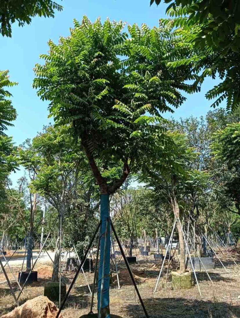 麻楝12～18公分基地直销规格齐全欢迎老板来电咨询合作