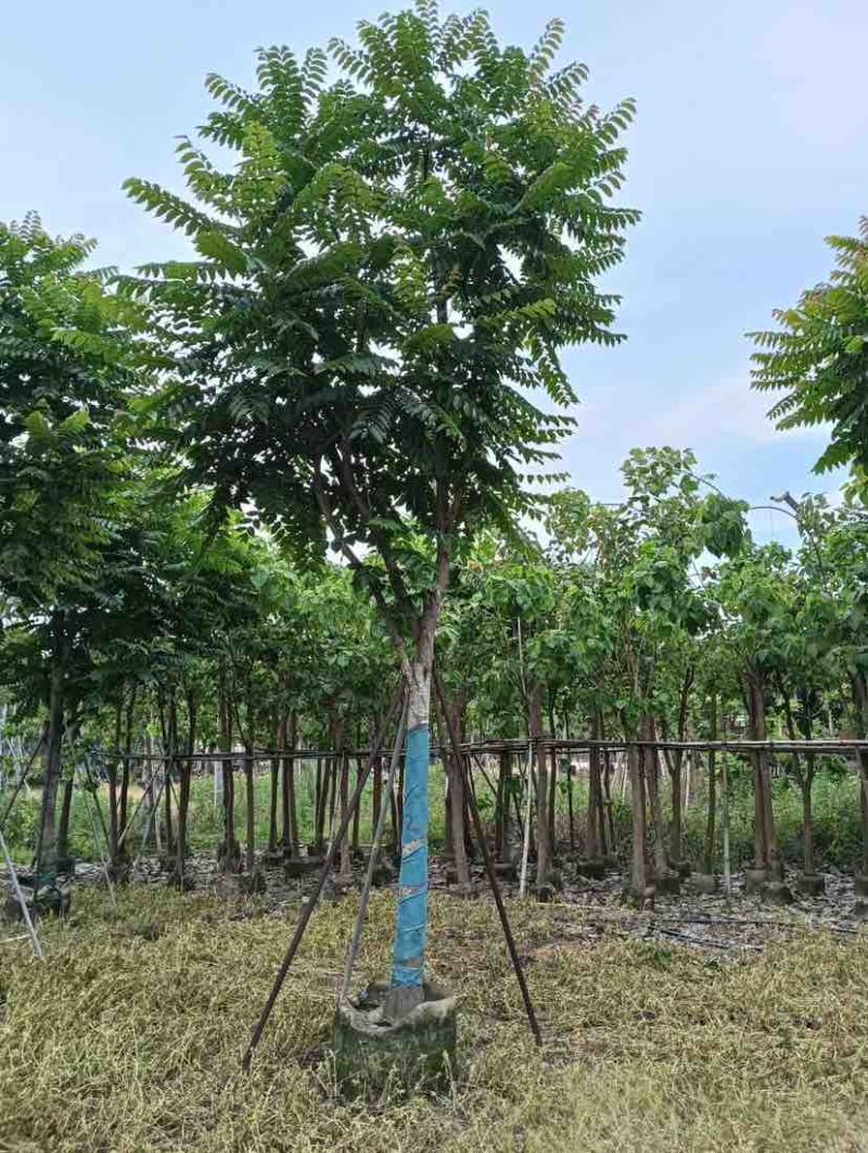 麻楝12～18公分基地直销规格齐全欢迎老板来电咨询合作