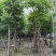 麻楝12～18公分基地直销规格齐全欢迎老板来电咨询合作