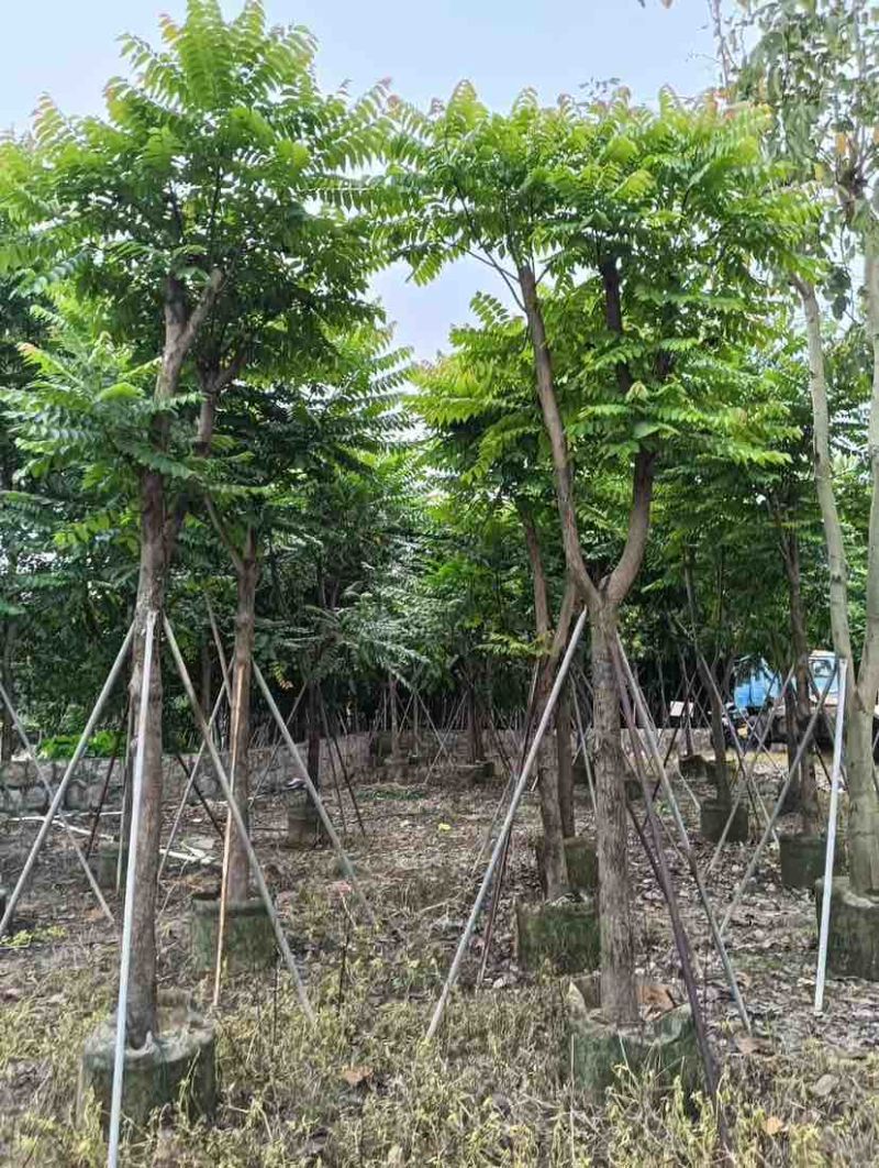 麻楝12～18公分基地直销规格齐全欢迎老板来电咨询合作