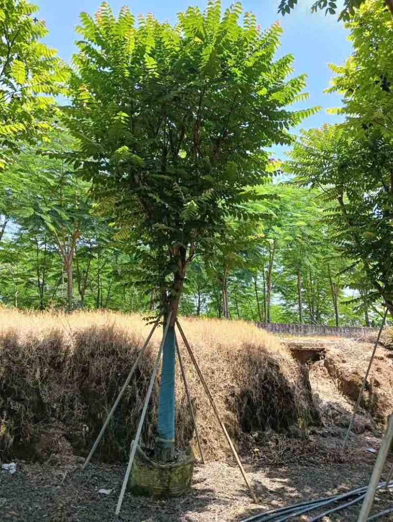 麻楝12～18公分基地直销规格齐全欢迎老板来电咨询合作