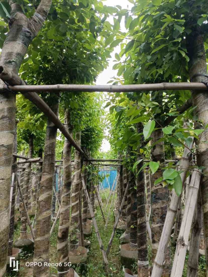 海南葡萄树10～15公分基地直销规格齐全欢迎老板来电咨询