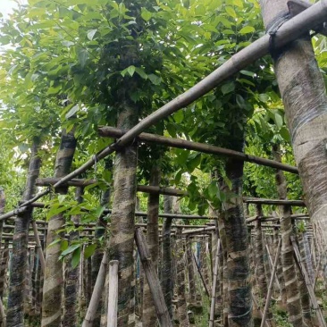 海南葡萄树10～15公分基地直销规格齐全欢迎老板来电咨询