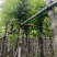 海南葡萄树10～15公分基地直销规格齐全欢迎老板来电咨询