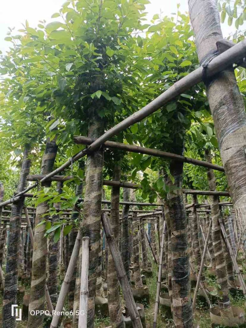 海南葡萄树10～15公分基地直销规格齐全欢迎老板来电咨询