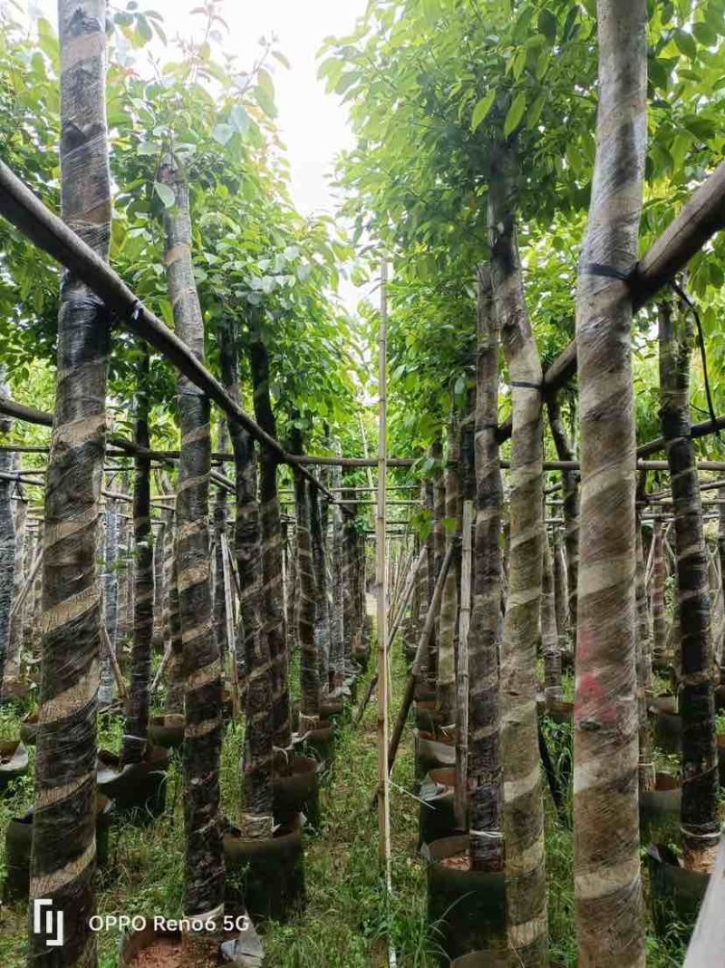 海南葡萄树10～15公分基地直销规格齐全欢迎老板来电咨询