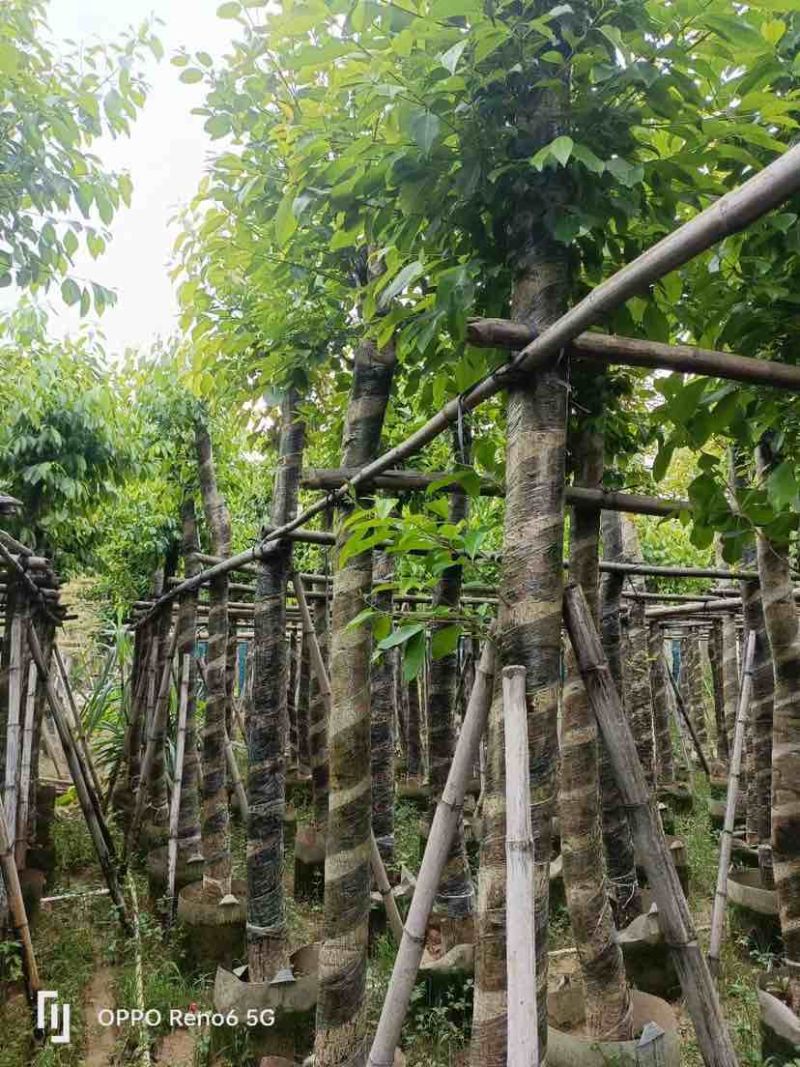 海南葡萄树10～15公分基地直销规格齐全欢迎老板来电咨询