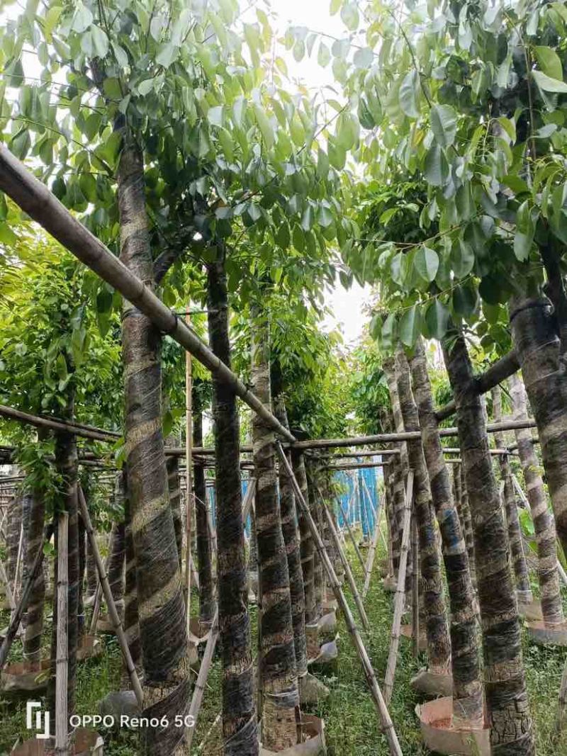 海南葡萄树10～15公分基地直销规格齐全欢迎老板来电咨询