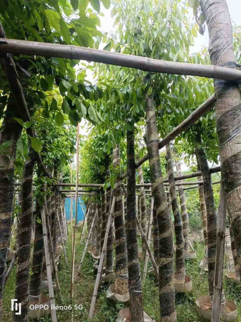 海南葡萄树10～15公分基地直销规格齐全欢迎老板来电咨询