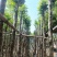 水翁树5～12公分基地直销规格齐全欢迎老板来电咨询合作