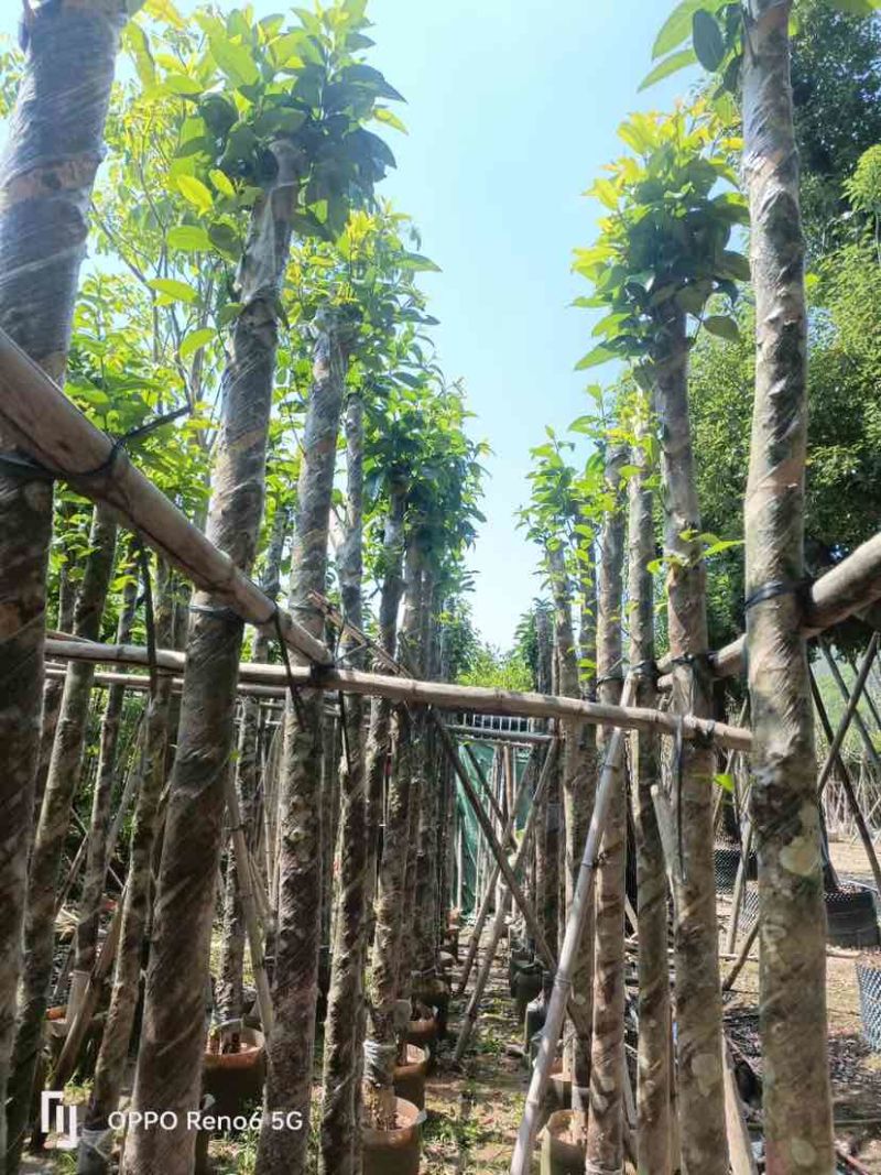 水翁树5～12公分基地直销规格齐全欢迎老板来电咨询合作