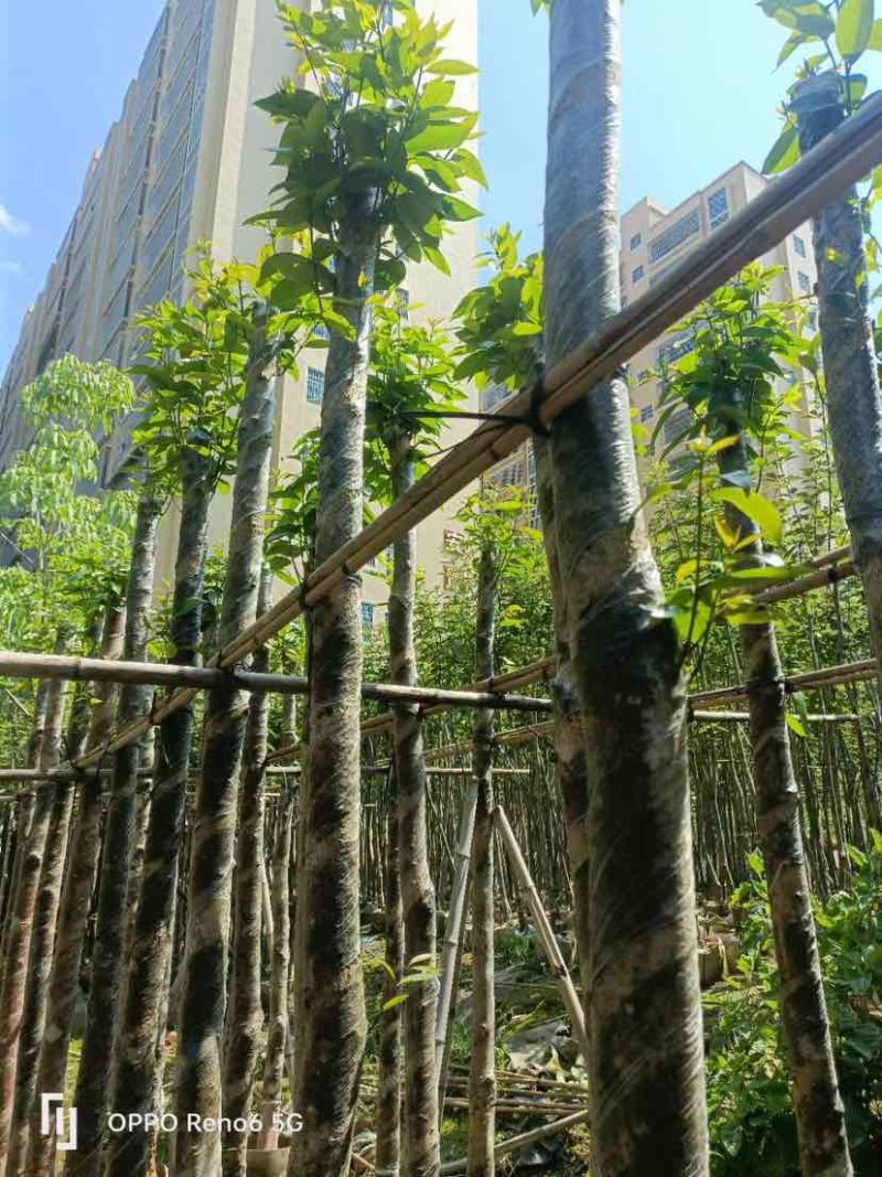 水翁树5～12公分基地直销规格齐全欢迎老板来电咨询合作